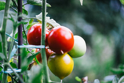 AA ENTERPRISES tomato Seed(135 per packet)