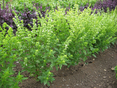 VibeX ® RXI-13 Bush Basil Seeds Seed(1000 per packet)