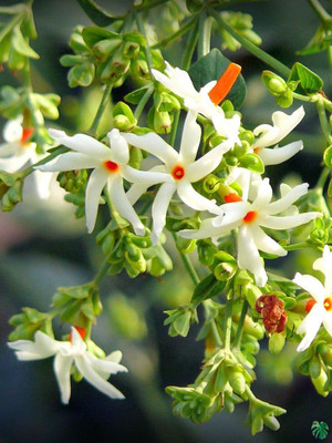 Aywal Harsingar/Parijat/ Parijaat/ Night Jasmine/ Nyctanthes Arbor/Harsringar Seed(20 per packet)