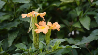 BRIJWASI kanakambaram-firecracker-crossandra Seed(37 per packet)