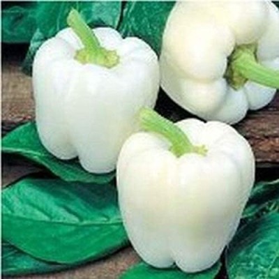 KNESSiN White Cloud Bell Pepper Sweet Mild Capsicum-[300mg] Seed(50 per packet)