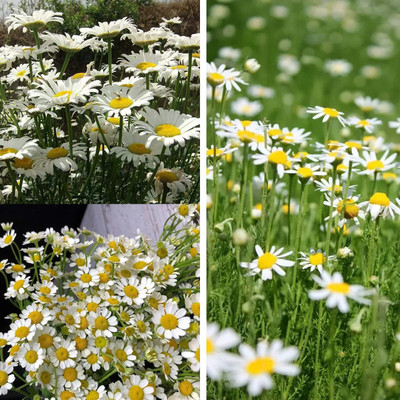 CYBEXIS TLX-7 - German Chamomile - (2250 Seeds) Seed(2250 per packet)