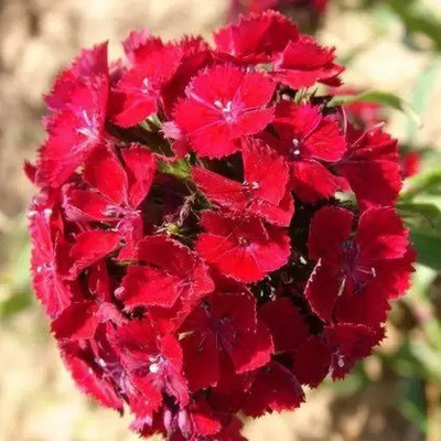 Aro Sweet willami Seed(10 per packet)