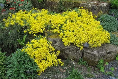 Lorvox Allysum Snow White, Allysum Seed(98 per packet)