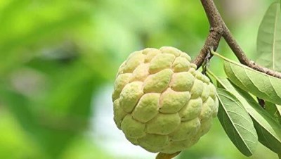 Aywal Custard apple fruit (setaphal) Seed(19 per packet)