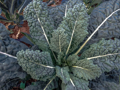 WILLVINE AGRI -VI Dinosaur Kale Heirloom Non GMO [10g] Seed(3000 per packet)