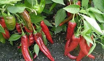 Qualtivate ICRA-9A Hot Long Red Chilli Heirloom Non GMO Seed(300 per packet)