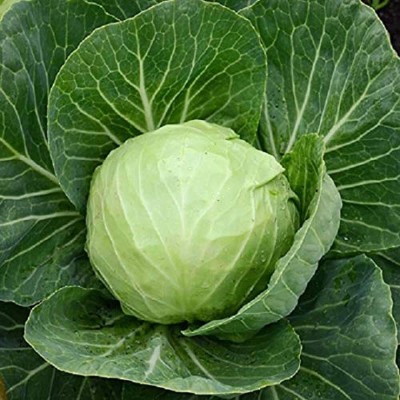 Aywal Cabbage Seed(25 g)