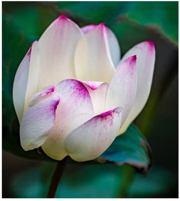 CYBEXIS XLL-86 - Water Lily Flower/Lotus - (270 Seeds) Seed(270 per packet)