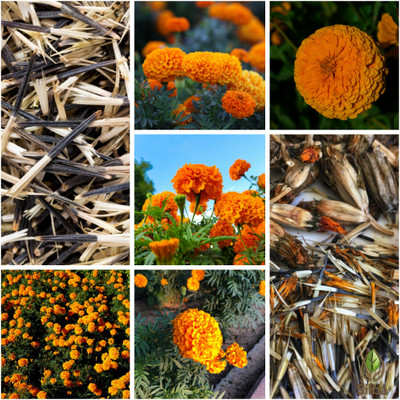 Silba Marigold Seeds, Genda Phool, Genda Beej Seed(450 per packet)