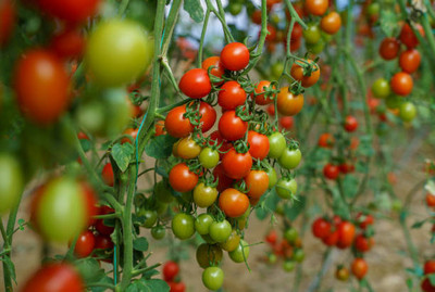 Earthvilla tomato Seed(100 per packet)