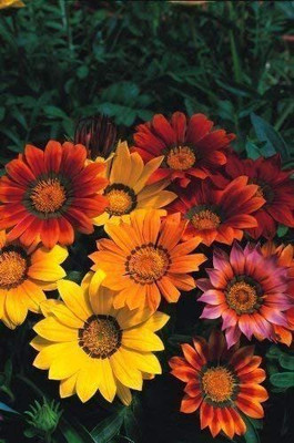 CYBEXIS Gazania Splendens Mix Seed(50 per packet)