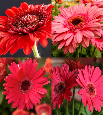 ibains Gerbera plants seeds beez 13 Seed(13 per packet)
