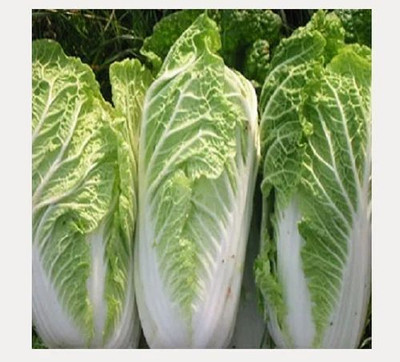Mozette Organic Chines cabbage Seed(44 per packet)