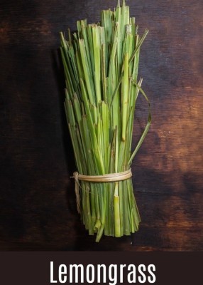 Quentova Lemon Grass Herbs seeds for home garden-US-4U Seed(50 per packet)