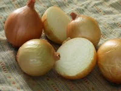 KNESSiN Heirloom Texas Grano Onion Vegetable Seeds for Garden-(1200 Seeds) Seed(1200 per packet)