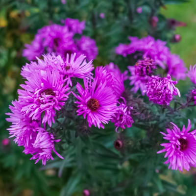 Qualtivate XL-152 Name:Ground-cover Chrysanthemum Seeds:Rose Red Seed(25 per packet)