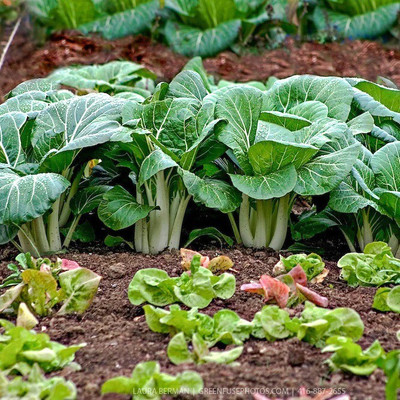 Quentova Chinese Cabbage Seeds - Pak Choy White Stem-IACR-3N Seed(300 per packet)