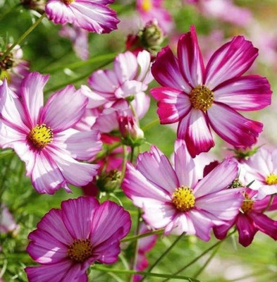 DEYS AGRO ™ cosmos mixed hybrid winter flower seeds 34 Seed(34 per packet)
