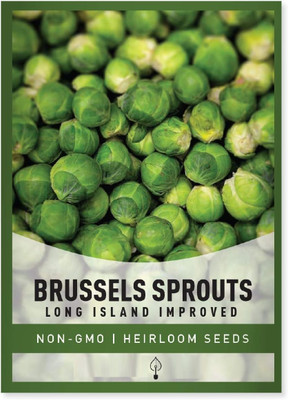 WILLVINE NKR -III Long Island Improved Brussels Sprout [25g] Seed(7500 per packet)