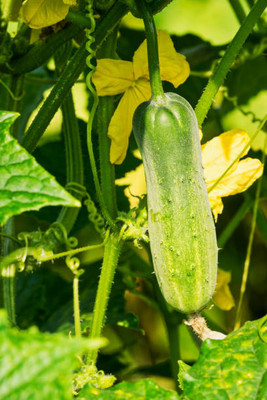 AFARTIOBINA 42 PCS CUCUMBER SEEDS Seed(42 per packet)