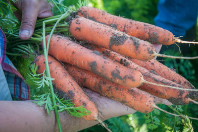 the green dotcom Yellow Carrot/Gajar Vegetables Seed(810 per packet)