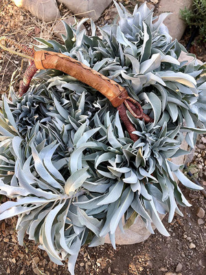 CYBEXIS TLX-75 - White Sage - (1350 Seeds) Seed(1350 per packet)
