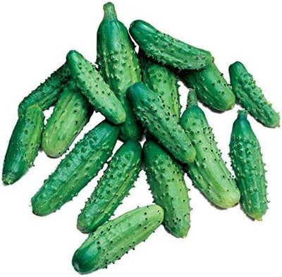 Qualtivate PUA5-A Parisian Gherkin Hybrid Cucumber Seeds Seed(300 per packet)