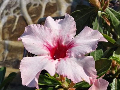 Qualtivate HUA-460 Adenium obesum Mixed Colours Seed(30 per packet)