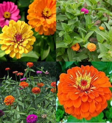 ibains zinnia mix flower seed beez 20 Seed(50 per packet)