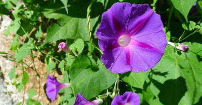 Quentova IPOMEA FLOWER-SNIG-3C Seed(150 per packet)