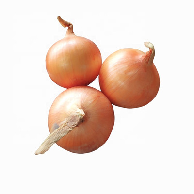 Avysa Onion Seeds - Onion Orange Seed(200 per packet)