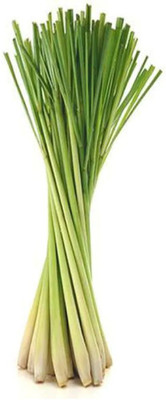 Qualtivate XL-198 Lemon Grass Seeds Cymbopogon Flexuosus Seed(500 per packet)