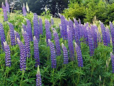 AXAQI Lupin Pixie Dwarft Mixed Flower Seed(70 per packet)