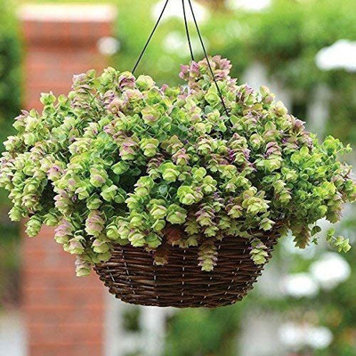 VibeX NDIR-68 - Ornamental Oregano Kirigami - (1350 Seeds) Seed(1350 per packet)