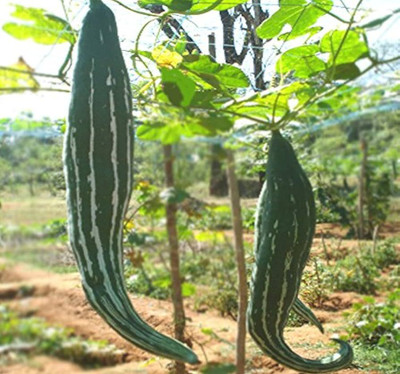 EcoFusion snake gourd seeds Seed(100 per packet)