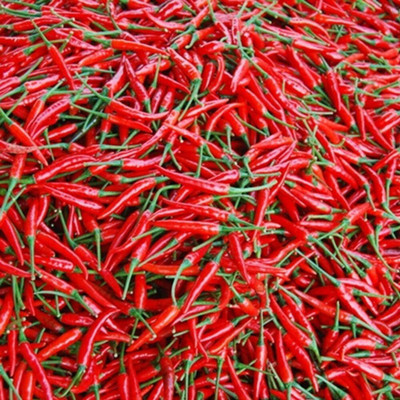 KNESSiN Pepper Chilli Seed(200 per packet)