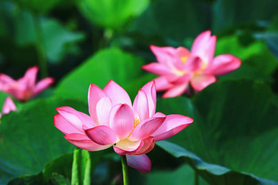 Galaxi lotus,kamal gatta Seed(10 per packet)