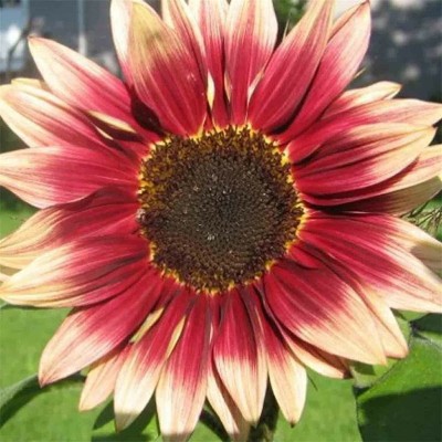 CYBEXIS XL-29 - Red Sun Rare Sunflower - (450 Seeds) Seed(450 per packet)