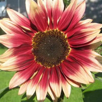 CYBEXIS PAU-62 - Red Sun Rare Sunflower - (1350 Seeds) Seed(1350 per packet)