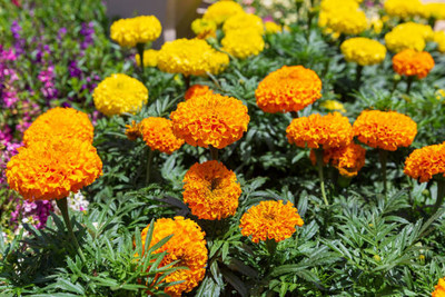 Bahan marigold/gende ka phool flower seeds Seed(50 per packet)