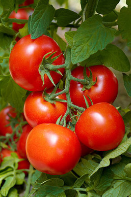 Around Creation tomato Seed(145 per packet)