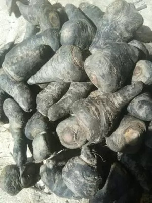 MAA Carrot Black, Gajar Seed(19 per packet)