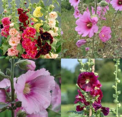 ibains Hollyhock seed for planting beej 11 Seed(11 per packet)