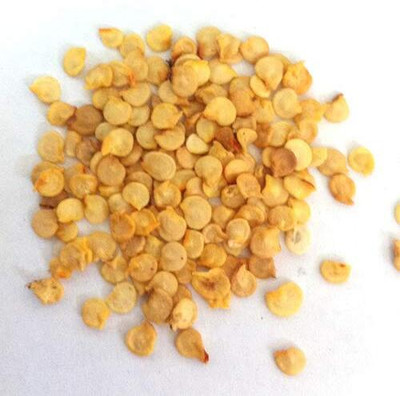 KNESSiN Native Green Chilli / Haree Mirch / Paccai Milakay[400 Seeds] Seed(400 per packet)