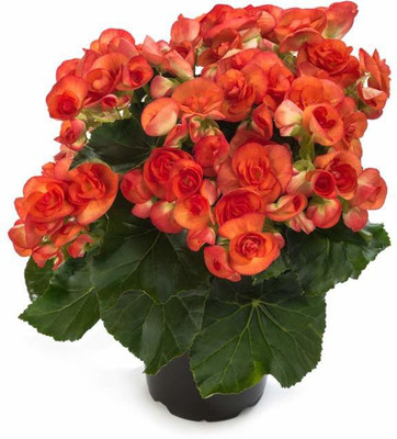 CYBEXIS KGF -54 - Begonia Beautiful Multi-Colour Flowers - (30 Seeds) Seed(30 per packet)