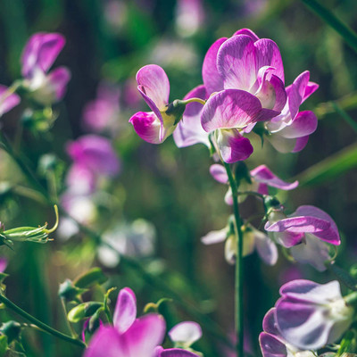 VibeX ® VMR-198 Sweet Peas Royal Rose-Pink Seed(50 per packet)