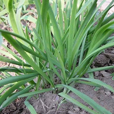 CYBEXIS VVI-89 - Chinese Chives - (2250 Seeds) Seed(2250 per packet)