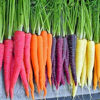 VibeX PAU-62 - Carrot Mix of 6 Colorful Varieties - (750 Seeds) Seed(750 per packet)