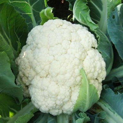 KNESSiN Cauliflower Seed(200 per packet)